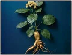 Dong Quai herbal extract in Nitric Boost